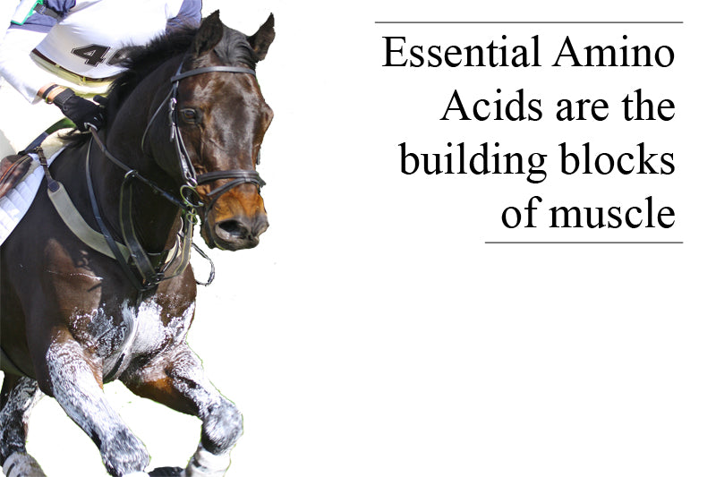 Amino-3