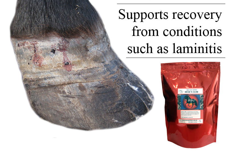 Laminitis Support