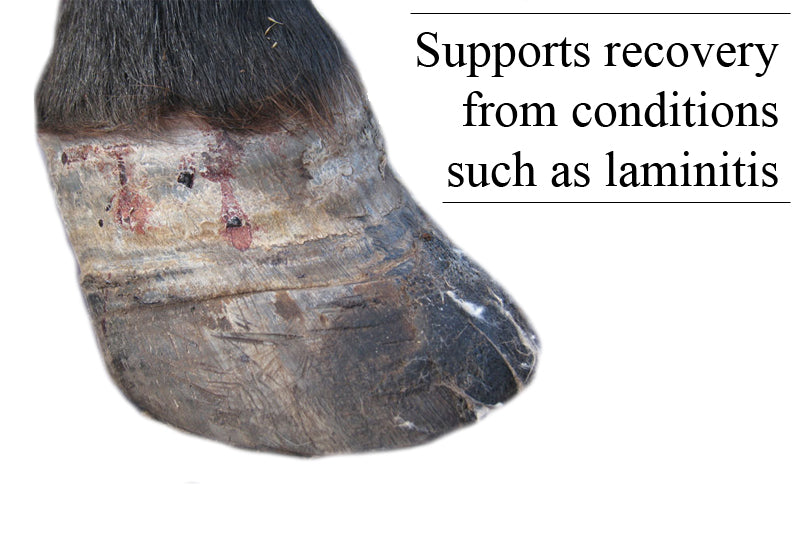 Hoof Support
