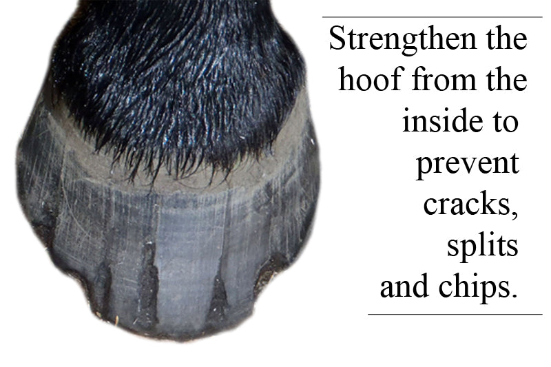 Hoof Support