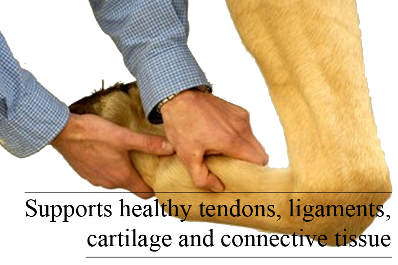 Joint Support