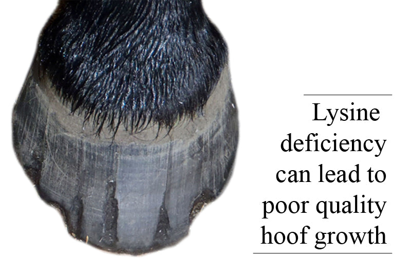Lysine