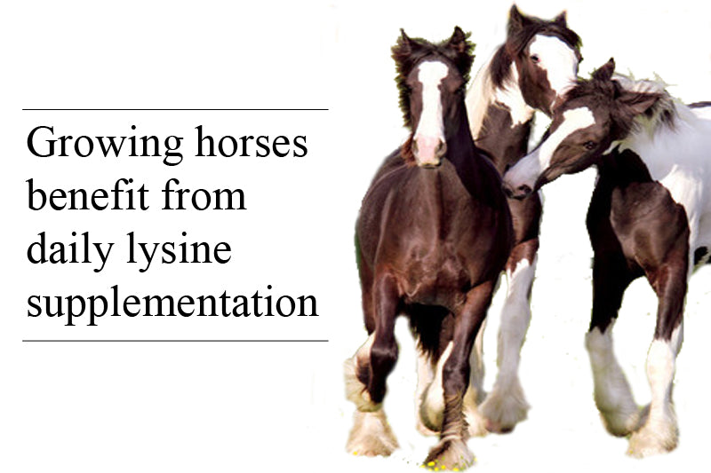 Lysine