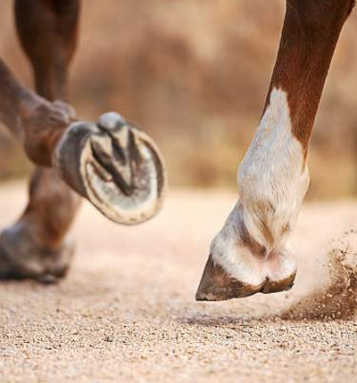 Healthy Hooves